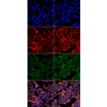 Immunocytochemistry/Immunofluorescence - Anti-Malondialdehyde Antibody [11E3] (A304727) - Antibodies.com