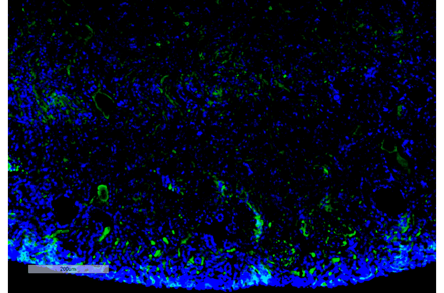 Immunohistochemistry - Anti-Malondialdehyde Antibody [11E3] (A304727) - Antibodies.com
