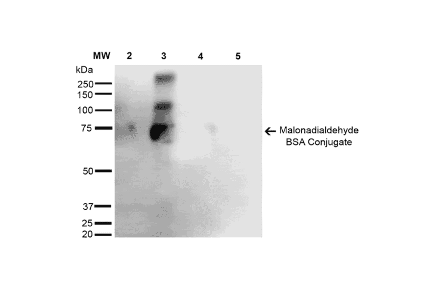 Western Blot - Anti-Malondialdehyde Antibody [6H6] (A304728) - Antibodies.com