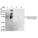 Western Blot - Anti-Malondialdehyde Antibody [6H6] (A304728) - Antibodies.com