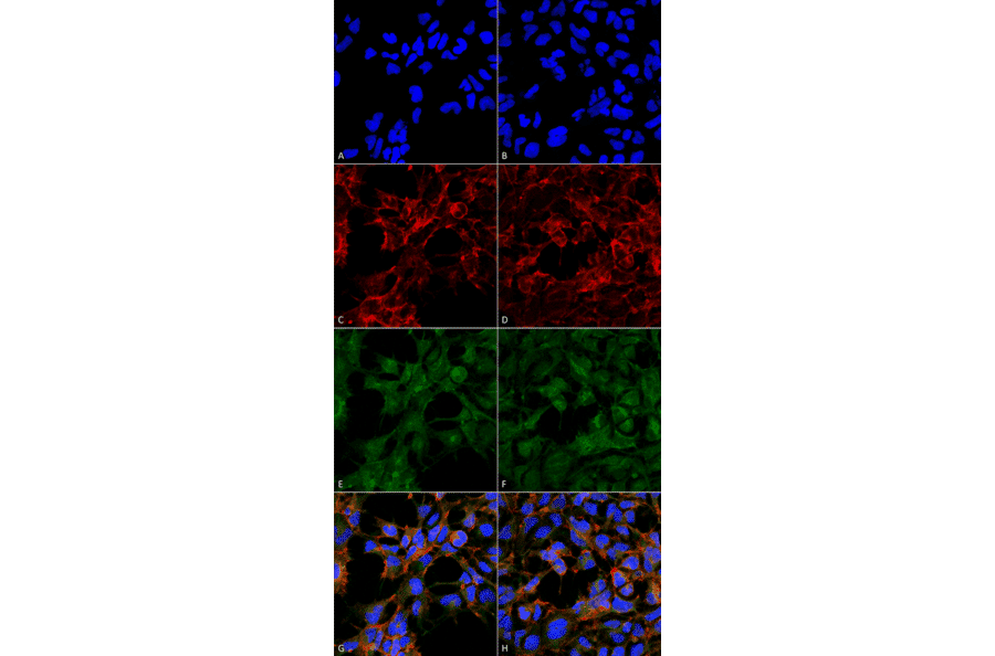 Immunocytochemistry/Immunofluorescence - Anti-Malondialdehyde Antibody [6H6] (A304728) - Antibodies.com