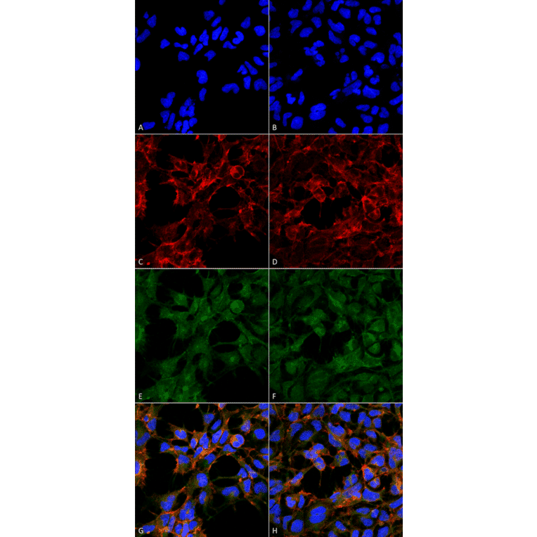 Immunocytochemistry/Immunofluorescence - Anti-Malondialdehyde Antibody [6H6] (A304728) - Antibodies.com