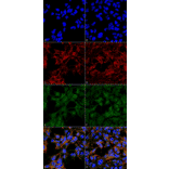Immunocytochemistry/Immunofluorescence - Anti-Malondialdehyde Antibody [6H6] (A304728) - Antibodies.com
