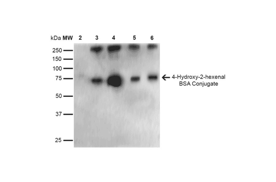 Western Blot - Anti-4-Hydroxy-2-hexenal Antibody [6F10] (A304729) - Antibodies.com