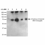 Western Blot - Anti-4-Hydroxy-2-hexenal Antibody [6F10] (A304729) - Antibodies.com