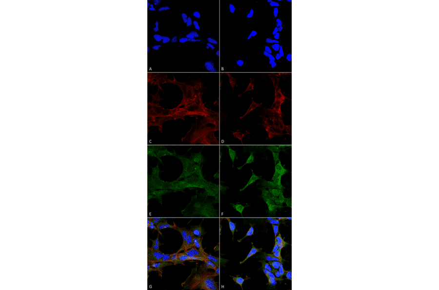 Immunocytochemistry/Immunofluorescence - Anti-4-Hydroxy-2-hexenal Antibody [6F10] (A304729) - Antibodies.com