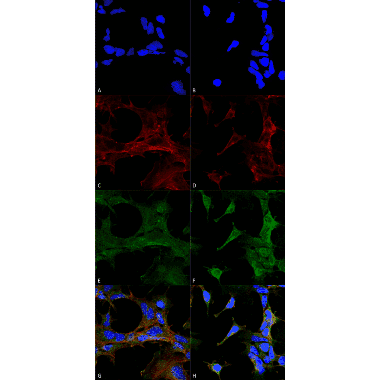 Immunocytochemistry/Immunofluorescence - Anti-4-Hydroxy-2-hexenal Antibody [6F10] (A304729) - Antibodies.com