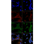 Immunocytochemistry/Immunofluorescence - Anti-4-Hydroxy-2-hexenal Antibody [6F10] (A304729) - Antibodies.com