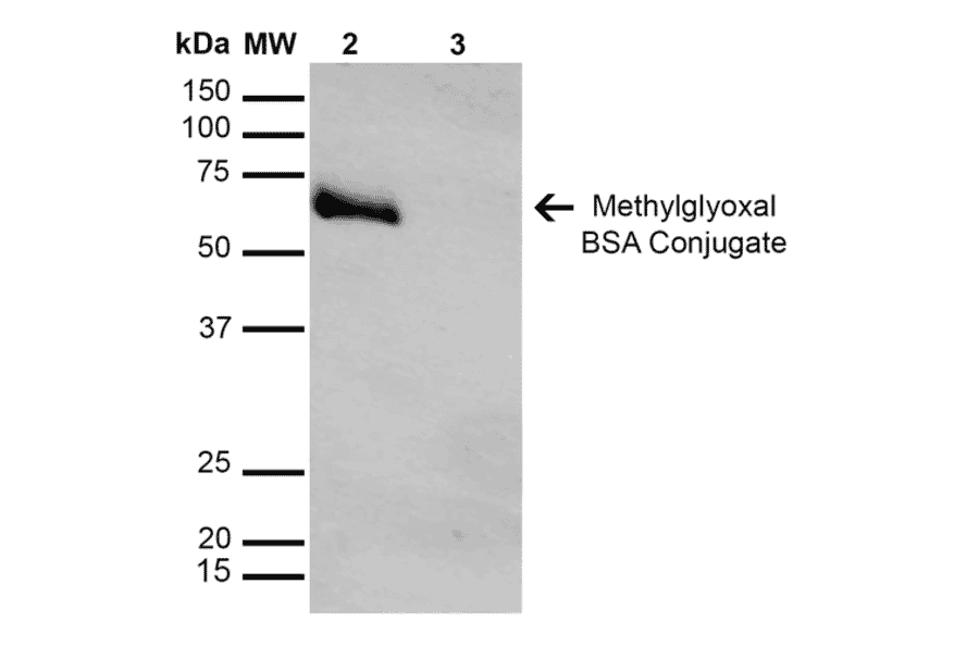 Western Blot - Anti-Methylglyoxal Antibody [9F11] (A304732) - Antibodies.com