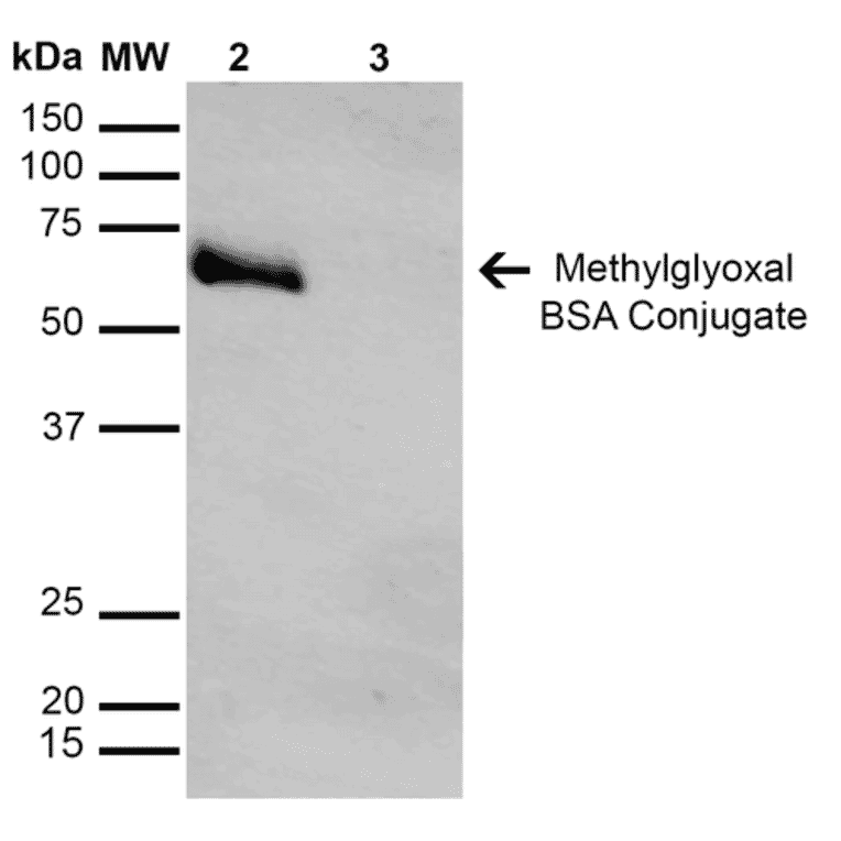 Western Blot - Anti-Methylglyoxal Antibody [9F11] (A304732) - Antibodies.com