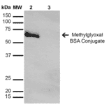 Western Blot - Anti-Methylglyoxal Antibody [9F11] (A304732) - Antibodies.com