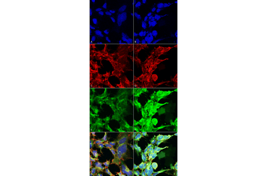 Immunocytochemistry/Immunofluorescence - Anti-Methylglyoxal Antibody [9F11] (A304732) - Antibodies.com