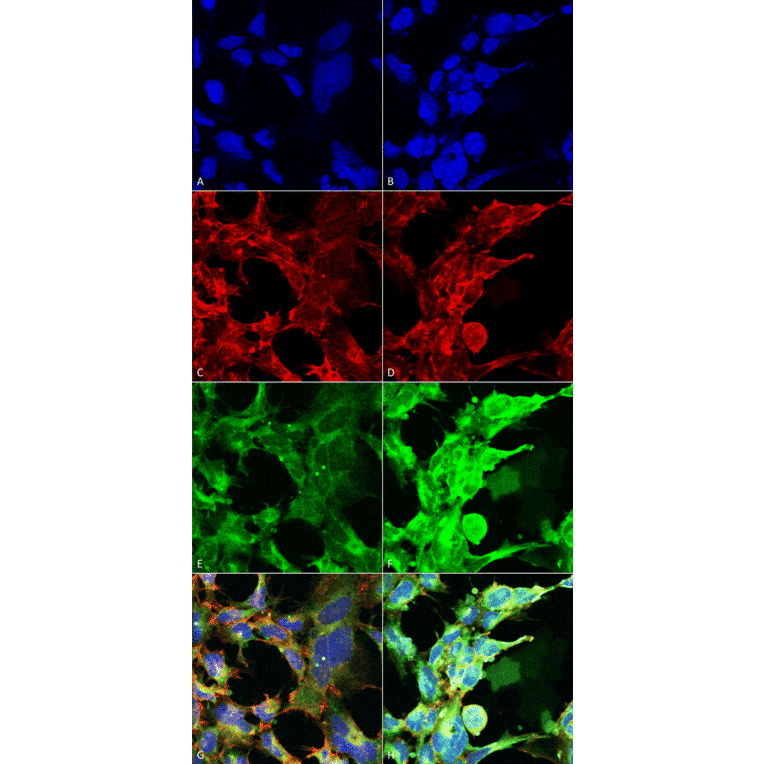 Immunocytochemistry/Immunofluorescence - Anti-Methylglyoxal Antibody [9F11] (A304732) - Antibodies.com