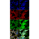 Immunocytochemistry/Immunofluorescence - Anti-Methylglyoxal Antibody [9F11] (A304732) - Antibodies.com