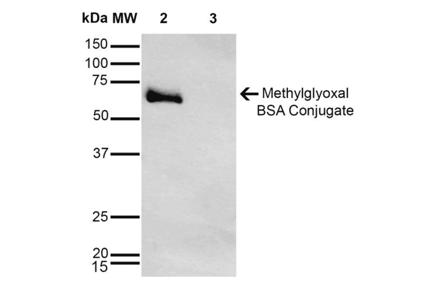Western Blot - Anti-Methylglyoxal Antibody [9E7] (A304733) - Antibodies.com