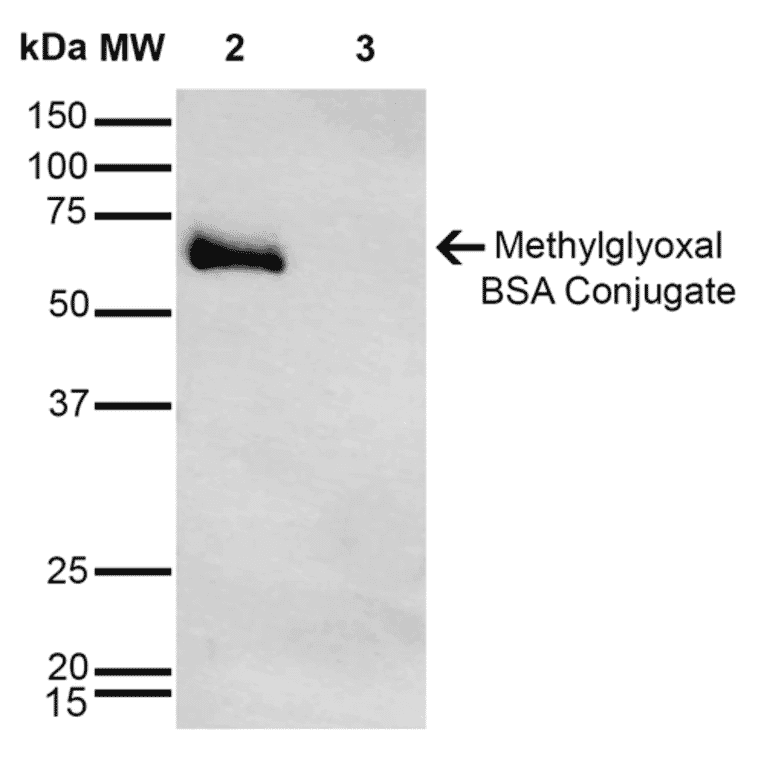 Western Blot - Anti-Methylglyoxal Antibody [9E7] (A304733) - Antibodies.com