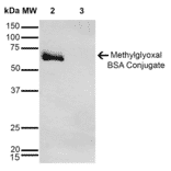 Western Blot - Anti-Methylglyoxal Antibody [9E7] (A304733) - Antibodies.com