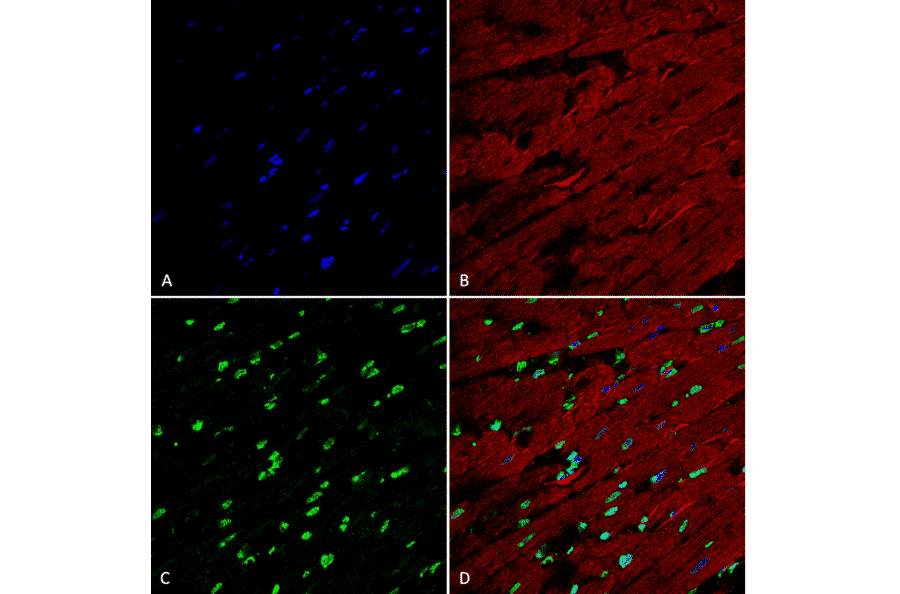 Immunohistochemistry - Anti-Methylglyoxal Antibody [9E7] (A304733) - Antibodies.com
