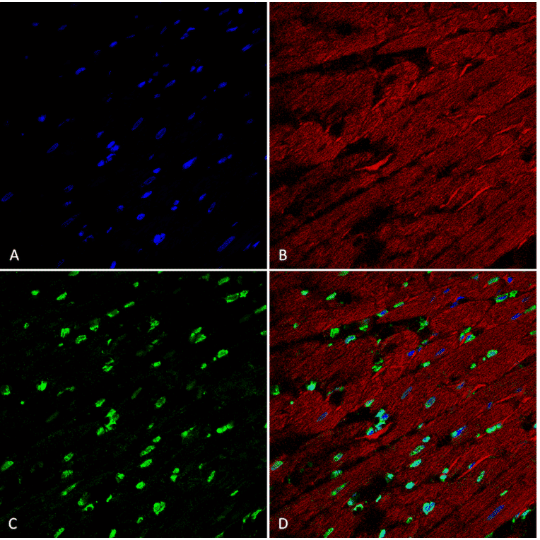 Immunohistochemistry - Anti-Methylglyoxal Antibody [9E7] (A304733) - Antibodies.com