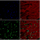 Immunohistochemistry - Anti-Methylglyoxal Antibody [9E7] (A304733) - Antibodies.com