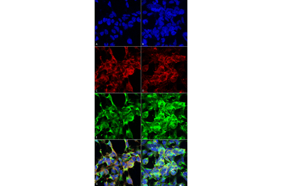 Immunocytochemistry/Immunofluorescence - Anti-Methylglyoxal Antibody [9E7] (A304733) - Antibodies.com