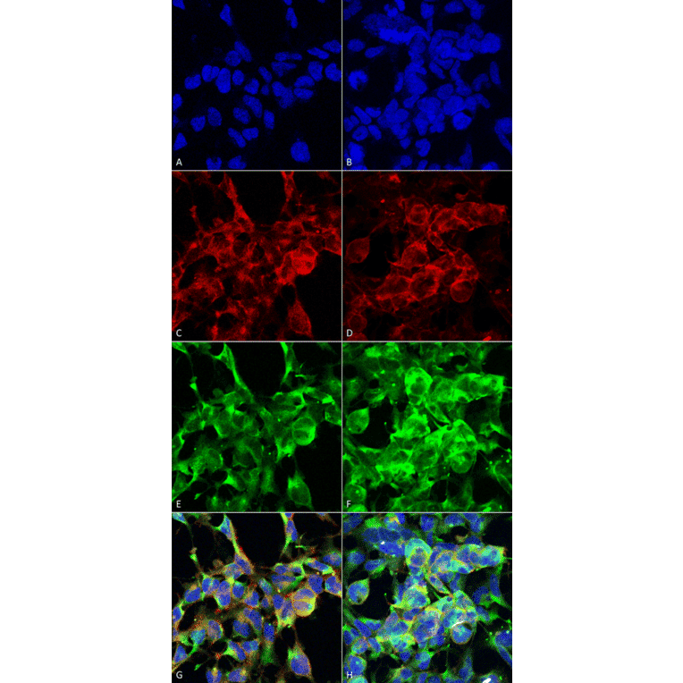 Immunocytochemistry/Immunofluorescence - Anti-Methylglyoxal Antibody [9E7] (A304733) - Antibodies.com