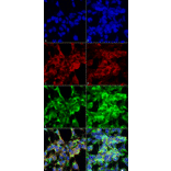 Immunocytochemistry/Immunofluorescence - Anti-Methylglyoxal Antibody [9E7] (A304733) - Antibodies.com