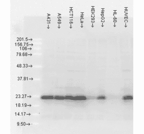 Western Blot - Anti-HSP27 Antibody [5D12-A12] (A304734) - Antibodies.com
