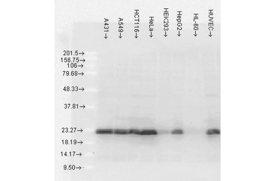 Western Blot - Anti-HSP27 Antibody [5D12-A12] (A304734) - Antibodies.com