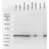 Western Blot - Anti-HSP27 Antibody [5D12-A12] (A304734) - Antibodies.com