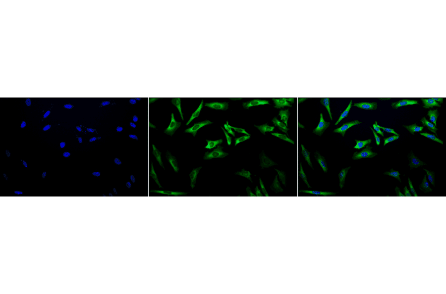 Immunocytochemistry/Immunofluorescence - Anti-HSP27 Antibody [5D12-A12] (A304734) - Antibodies.com