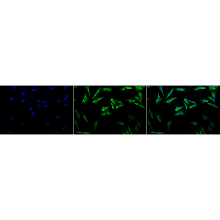 Immunocytochemistry/Immunofluorescence - Anti-HSP27 Antibody [5D12-A12] (A304734) - Antibodies.com