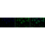 Immunocytochemistry/Immunofluorescence - Anti-HSP27 Antibody [5D12-A12] (A304734) - Antibodies.com