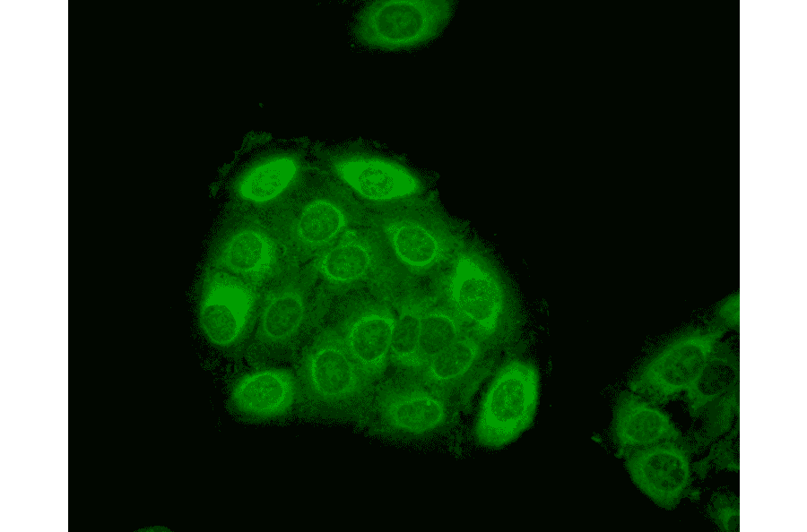 Immunocytochemistry/Immunofluorescence - Anti-HSP27 Antibody [5D12-A12] (A304734) - Antibodies.com