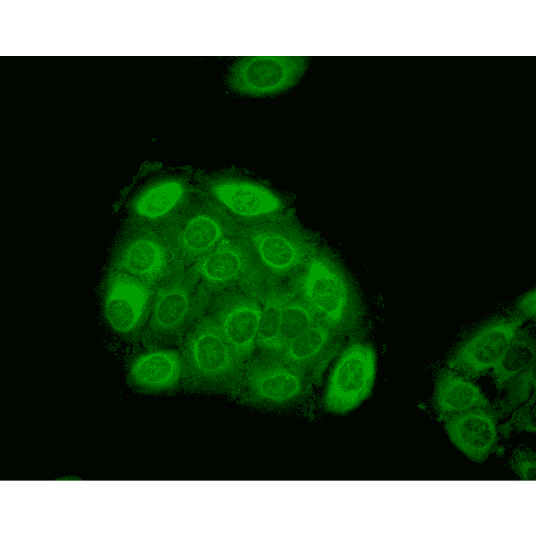 Immunocytochemistry/Immunofluorescence - Anti-HSP27 Antibody [5D12-A12] (A304734) - Antibodies.com