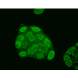 Immunocytochemistry/Immunofluorescence - Anti-HSP27 Antibody [5D12-A12] (A304734) - Antibodies.com
