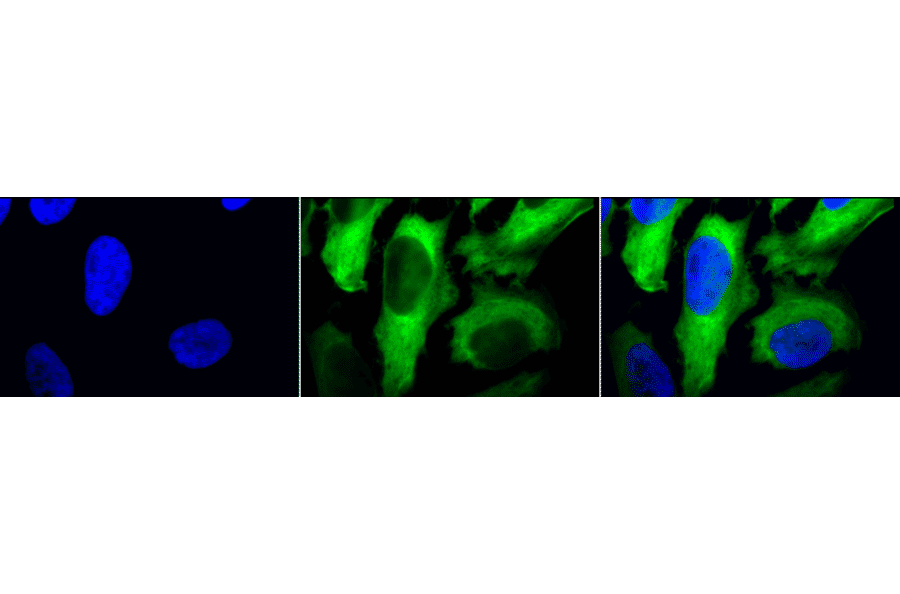 Immunocytochemistry/Immunofluorescence - Anti-HSP27 Antibody [5D12-A12] (A304734) - Antibodies.com