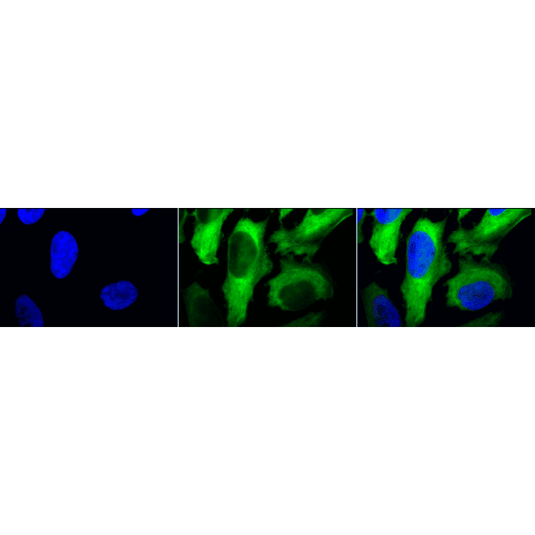 Immunocytochemistry/Immunofluorescence - Anti-HSP27 Antibody [5D12-A12] (A304734) - Antibodies.com