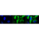 Immunocytochemistry/Immunofluorescence - Anti-HSP27 Antibody [5D12-A12] (A304734) - Antibodies.com