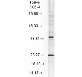 Western Blot - Anti-HSP22 Antibody [3C12-H11] (A304735) - Antibodies.com