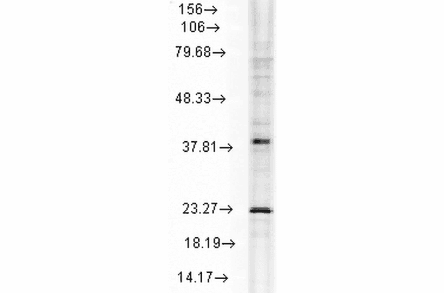 Western Blot - Anti-HSP22 Antibody [3C12-H11] (A304735) - Antibodies.com