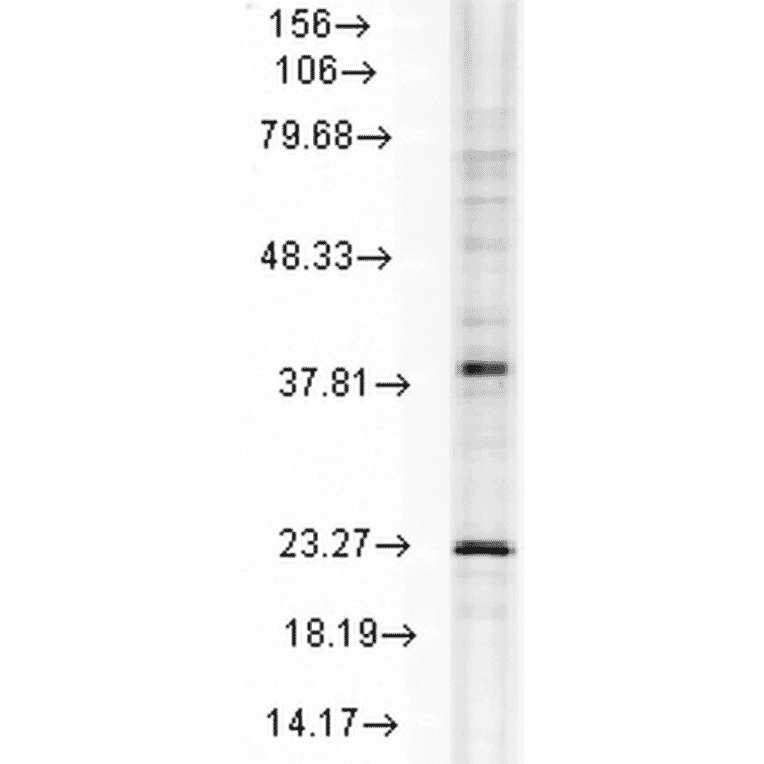 Western Blot - Anti-HSP22 Antibody [3C12-H11] (A304735) - Antibodies.com