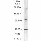 Western Blot - Anti-HSP22 Antibody [3C12-H11] (A304735) - Antibodies.com