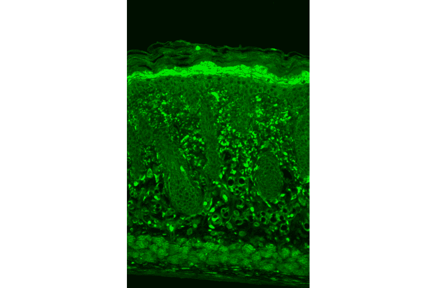 Immunohistochemistry - Anti-HSP22 Antibody [3C12-H11] (A304735) - Antibodies.com