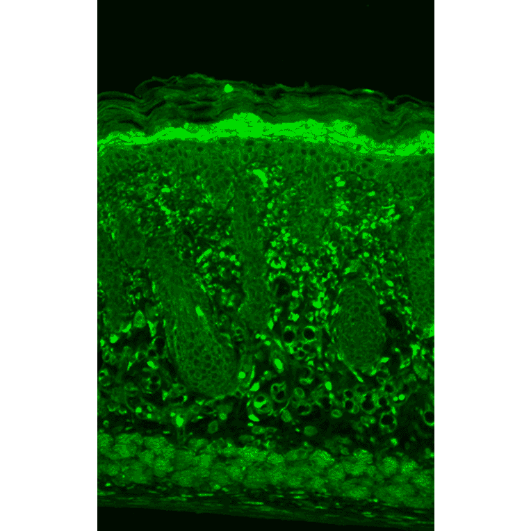 Immunohistochemistry - Anti-HSP22 Antibody [3C12-H11] (A304735) - Antibodies.com