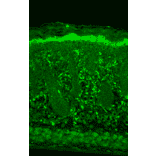 Immunohistochemistry - Anti-HSP22 Antibody [3C12-H11] (A304735) - Antibodies.com
