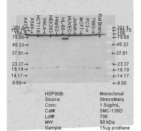 Western Blot - Anti-HSP90 beta Antibody [Hyb-K3701] (A304736) - Antibodies.com