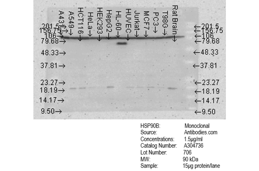 Western Blot - Anti-HSP90 beta Antibody [Hyb-K3701] (A304736) - Antibodies.com