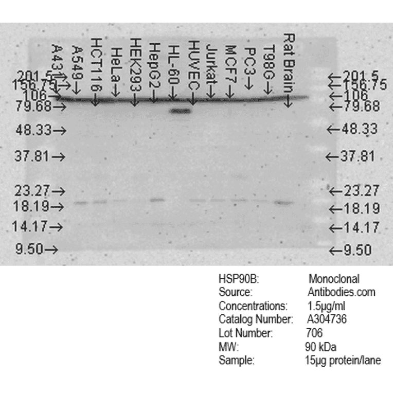 Western Blot - Anti-HSP90 beta Antibody [Hyb-K3701] (A304736) - Antibodies.com