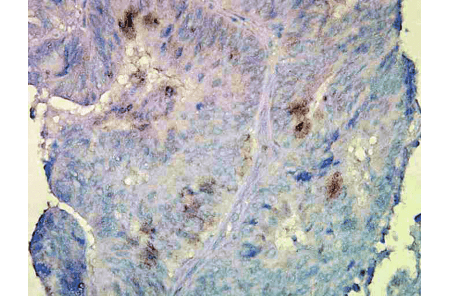 Immunohistochemistry - Anti-HSP90 beta Antibody [Hyb-K3701] (A304736) - Antibodies.com